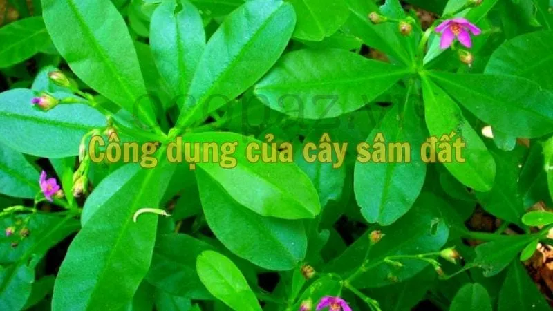 Công dụng của cây sâm đất