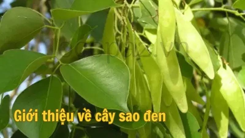 Giới thiệu về cây sao đen