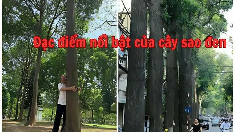 Đặc điểm nổi bật của cây sao đen