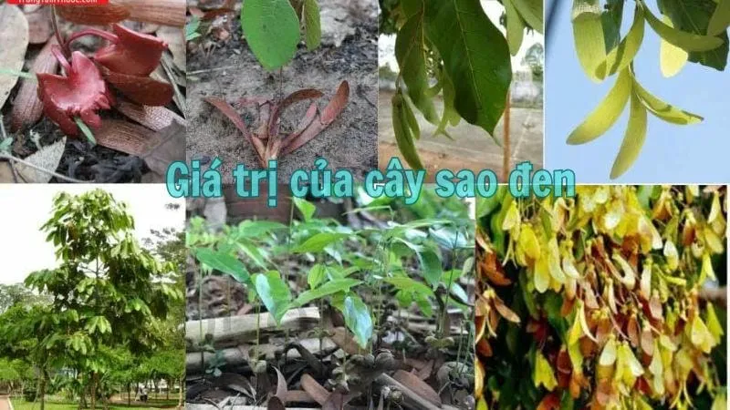 Giá trị của cây sao đen