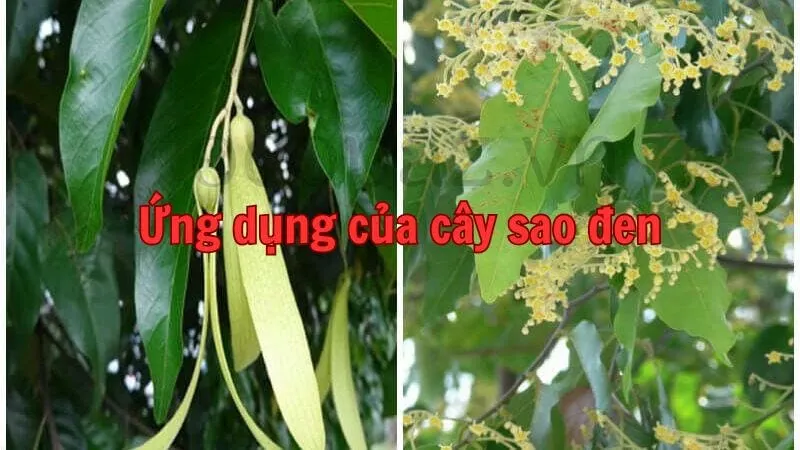 Ứng dụng của cây sao đen