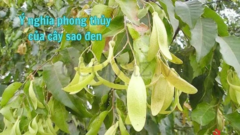 Ý nghĩa phong thủy của cây sao đen