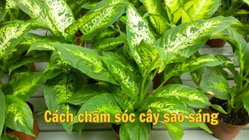 Cách chăm sóc cây sao sáng