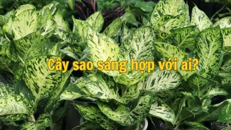 Cây sao sáng hợp với ai?