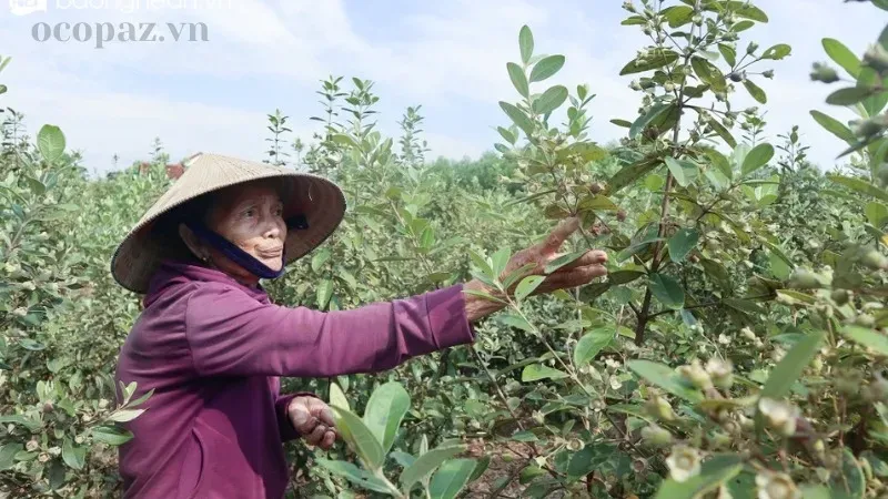 Cây sim - Loại cây đẹp và những lợi ích tuyệt vời cho sức khỏe 3