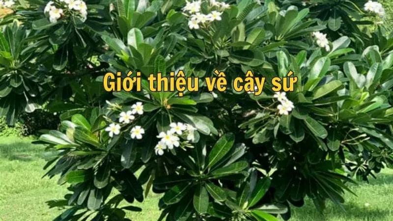 Giới thiệu về cây sứ