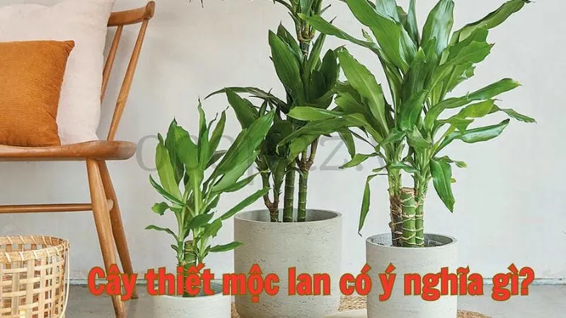 Cây thiết mộc lan có ý nghĩa gì?