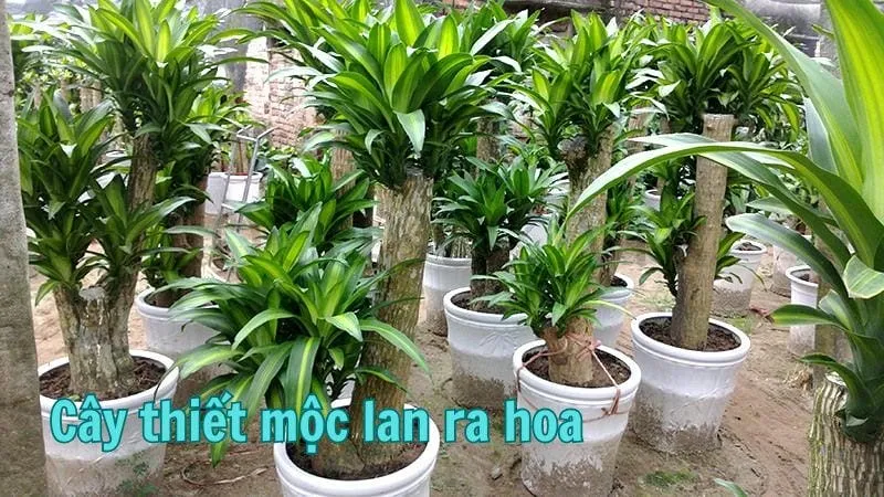 Cây thiết mộc lan ra hoa