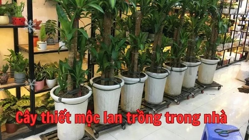 Cây thiết mộc lan trồng trong nhà