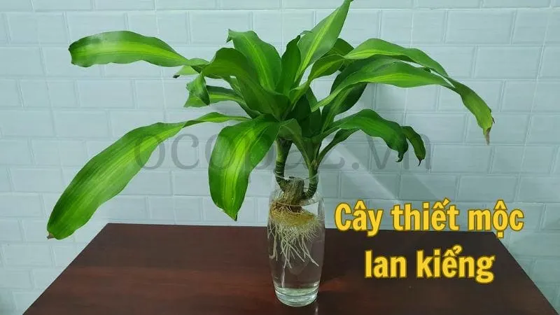 Cây thiết mộc lan kiểng