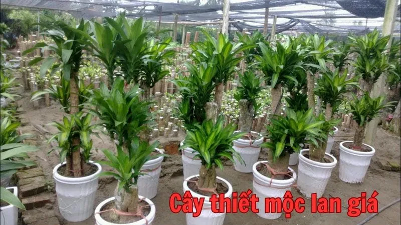 Cây thiết mộc lan giá