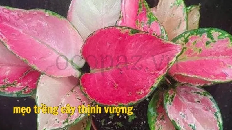 Mẹo trồng cây thịnh vượng