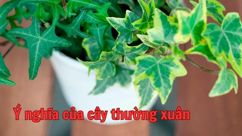 Ý nghĩa của cây thường xuân