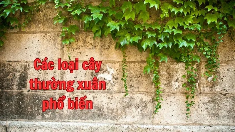 Các loại cây thường xuân phổ biến