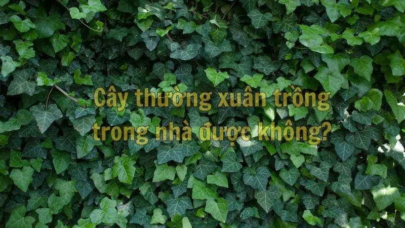 Cây thường xuân trồng trong nhà được không?