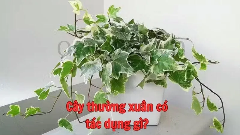 Cây thường xuân có tác dụng gì?