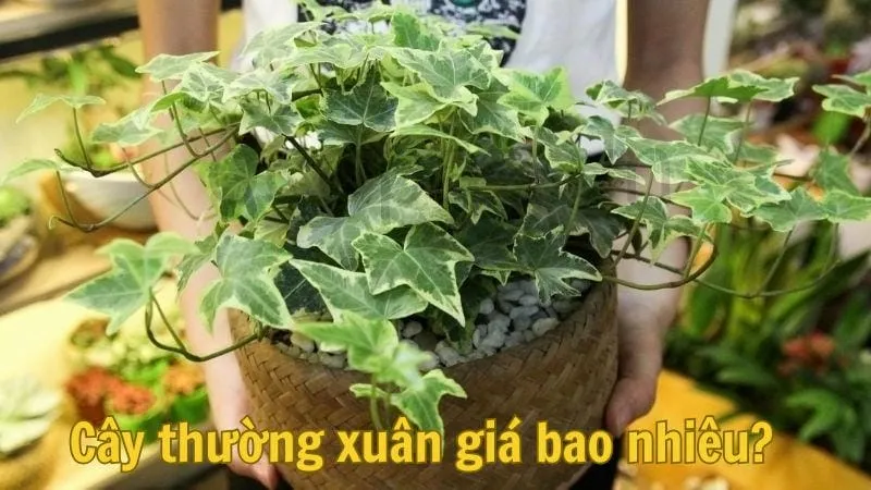 Cây thường xuân giá bao nhiêu?