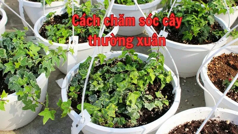 Cách chăm sóc cây thường xuân