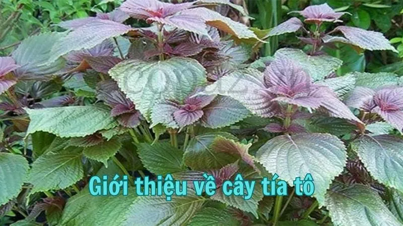 Giới thiệu về cây tía tô