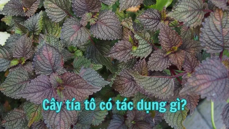 Cây tía tô có tác dụng gì?