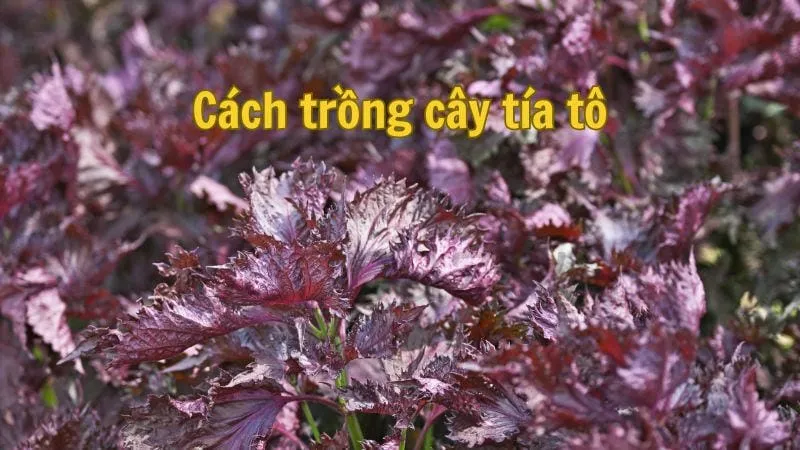 Cách trồng cây tía tô