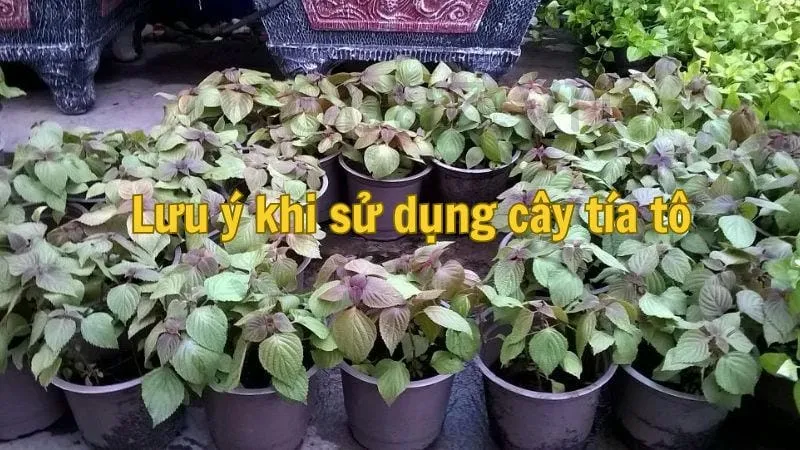 Lưu ý khi sử dụng cây tía tô