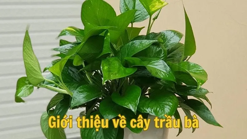 Giới thiệu về cây trầu bà