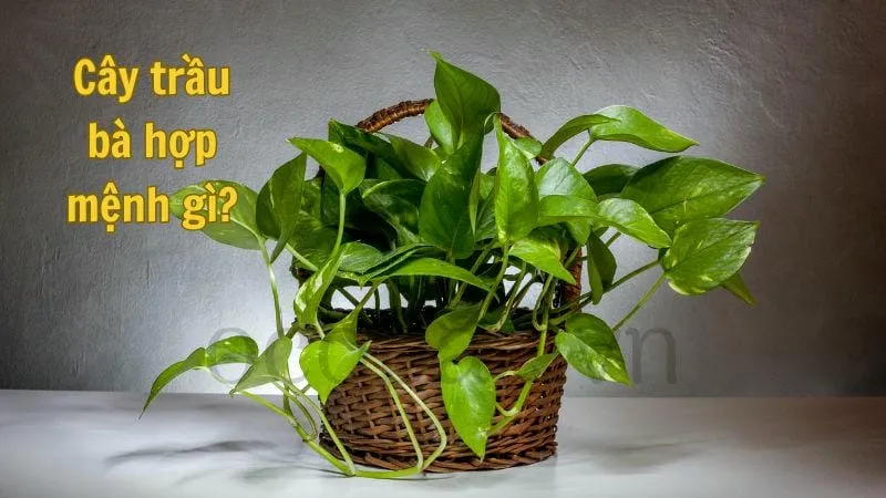 Cây trầu bà hợp mệnh gì?