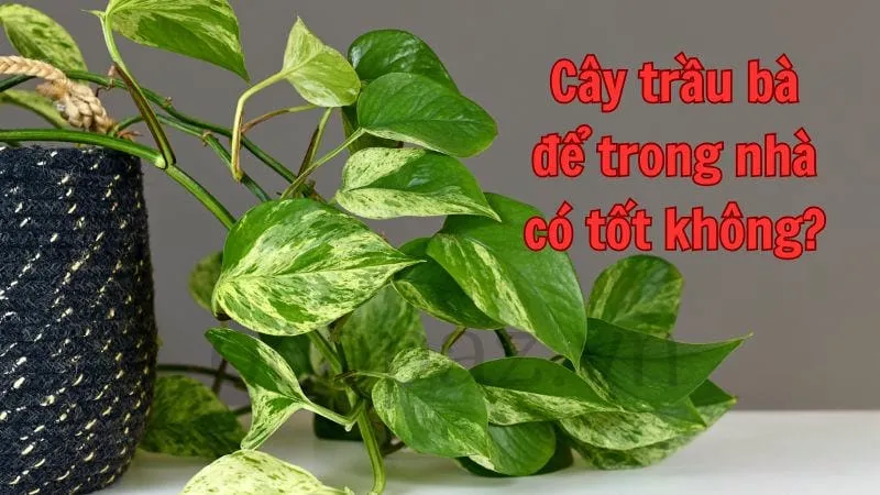 Cây trầu bà để trong nhà có tốt không?