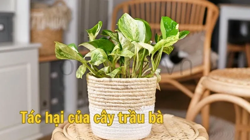 Tác hại của cây trầu bà