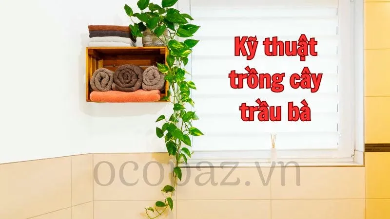 Kỹ thuật trồng cây trầu bà