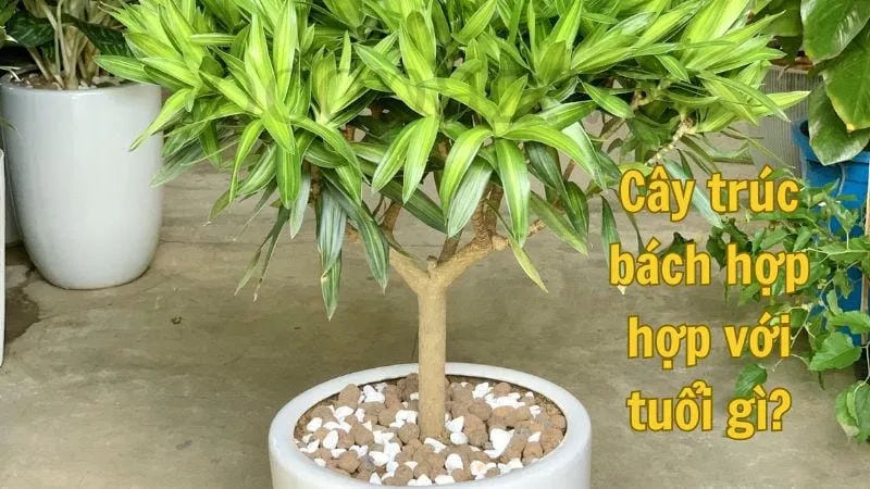 Cây trúc bách hợp hợp với tuổi gì?