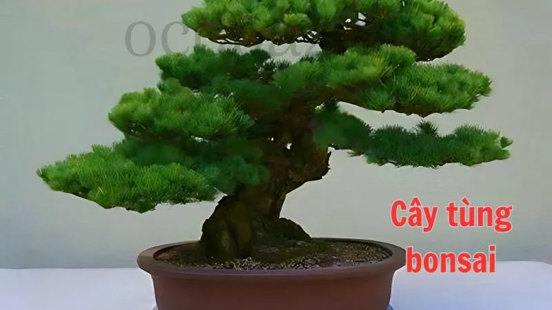 Cây tùng bonsai