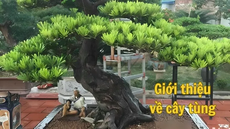 Giới thiệu về cây tùng