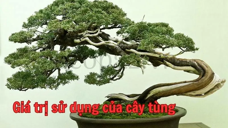 Giá trị sử dụng của cây tùng