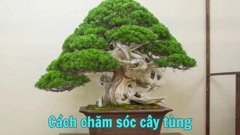 Cách chăm sóc cây tùng