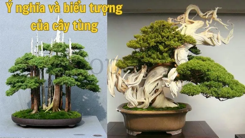 Ý nghĩa và biểu tượng của cây tùng