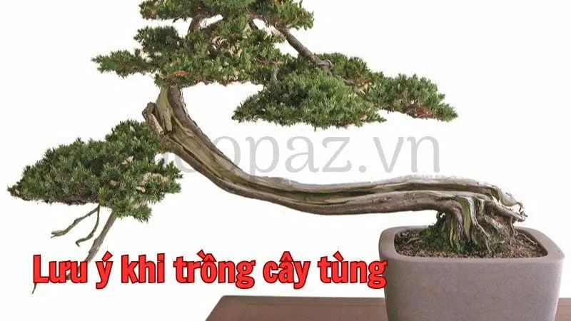 Lưu ý khi trồng cây tùng