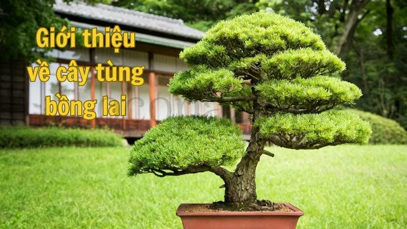 Giới thiệu về cây tùng bồng lai