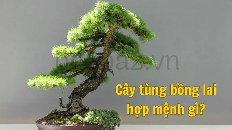 Cây tùng bồng lai hợp mệnh gì?