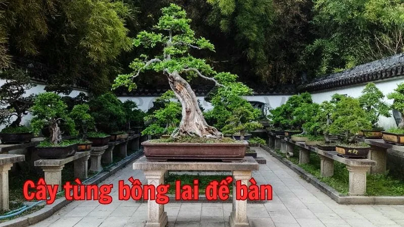 Cây tùng bồng lai để bàn