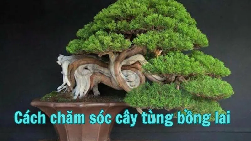 Cách chăm sóc cây tùng bồng lai