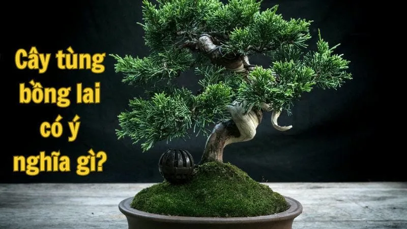 Cây tùng bồng lai có ý nghĩa gì?