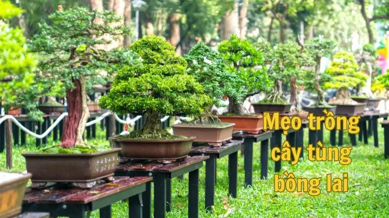 Mẹo trồng cây tùng bồng lai