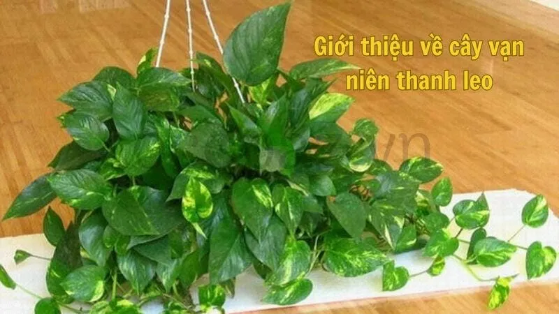 Giới thiệu về cây vạn niên thanh leo