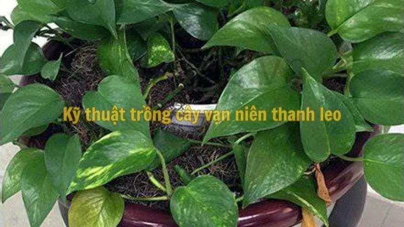 Kỹ thuật trồng cây vạn niên thanh leo