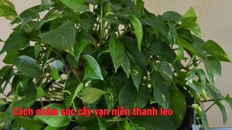 Cách chăm sóc cây vạn niên thanh leo