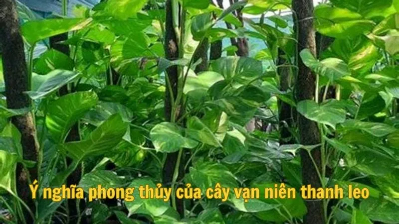 Ý nghĩa phong thủy của cây vạn niên thanh leo