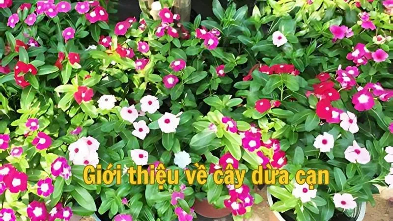 Giới thiệu về cây dừa cạn