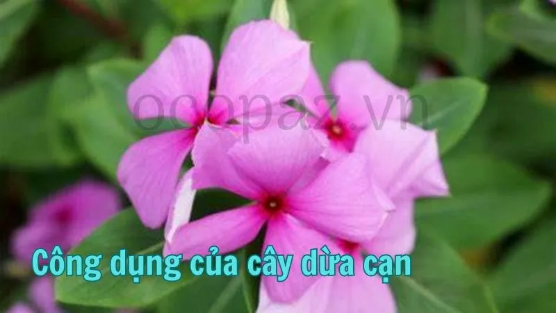 Công dụng của cây dừa cạn